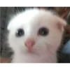 cats 19