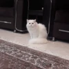 cat my love 9