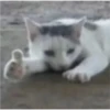 cats 20