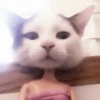 cats 2 ۫ 22