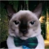 cats 21