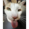 cats 22