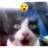cats 23