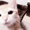cats 2 ۫ 24