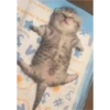 cats 24
