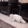 cat my love 10