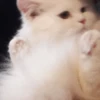 cat my love 11