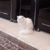 cat my love 12
