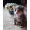 cats 25