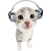 cats 26