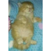 cats 27