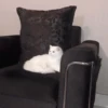 cat my love 14