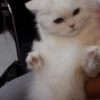 cat my love 15