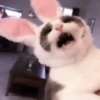 cats 2 ۫ 26