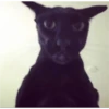 cats 28
