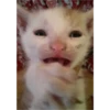 cats 29