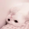 cats 2 ۫ 28
