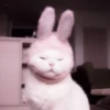 cats 2 ۫ 29