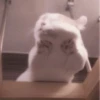 cats 2 ۫ 30
