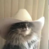 Gatos e Cachorros 5