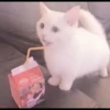 cats 5