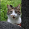 Cats 5