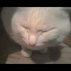Cats 5