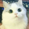 Gatos e Cachorros 8