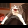 Cats 6