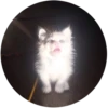 Lol cats 5