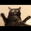 Cats 7