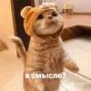 catsaandlove 5