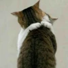 Gatos e Cachorros 9