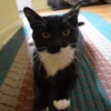 Cats 6