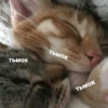 catsaandlove 6