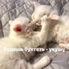 catsaandlove 7
