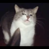 Cats 8