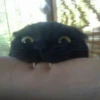 Gatos e Cachorros 10