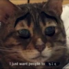 Cats 9