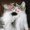 catsaandlove 8