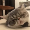 Cat's Memes 5