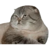 Caters Gonna Cate 6