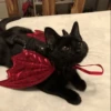 Cat 5
