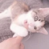 cats 6