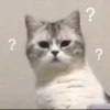 Cats 5
