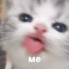 catsaandlove 9