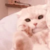 cats 7