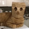 Cat 7
