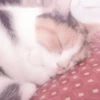cats 8