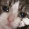 Cats 6